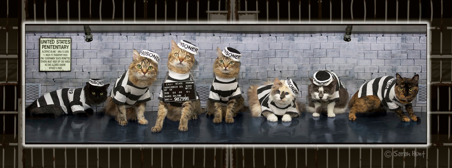 The Raccoon Chronicles When good cats go bad....