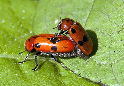      Coccinella+septempunctata