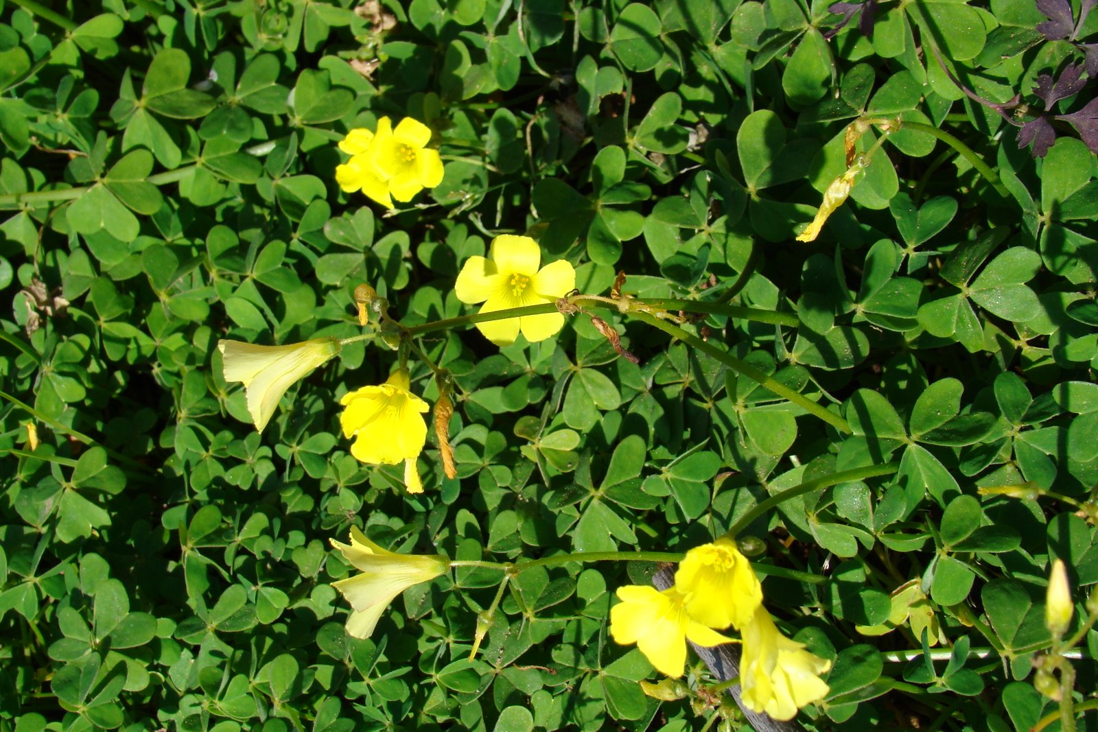 [DSC09684.JPG]