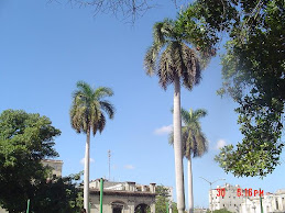 Palmas y mi cielo azul