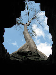 A silk-cotton tree in theTa Prohm ruins