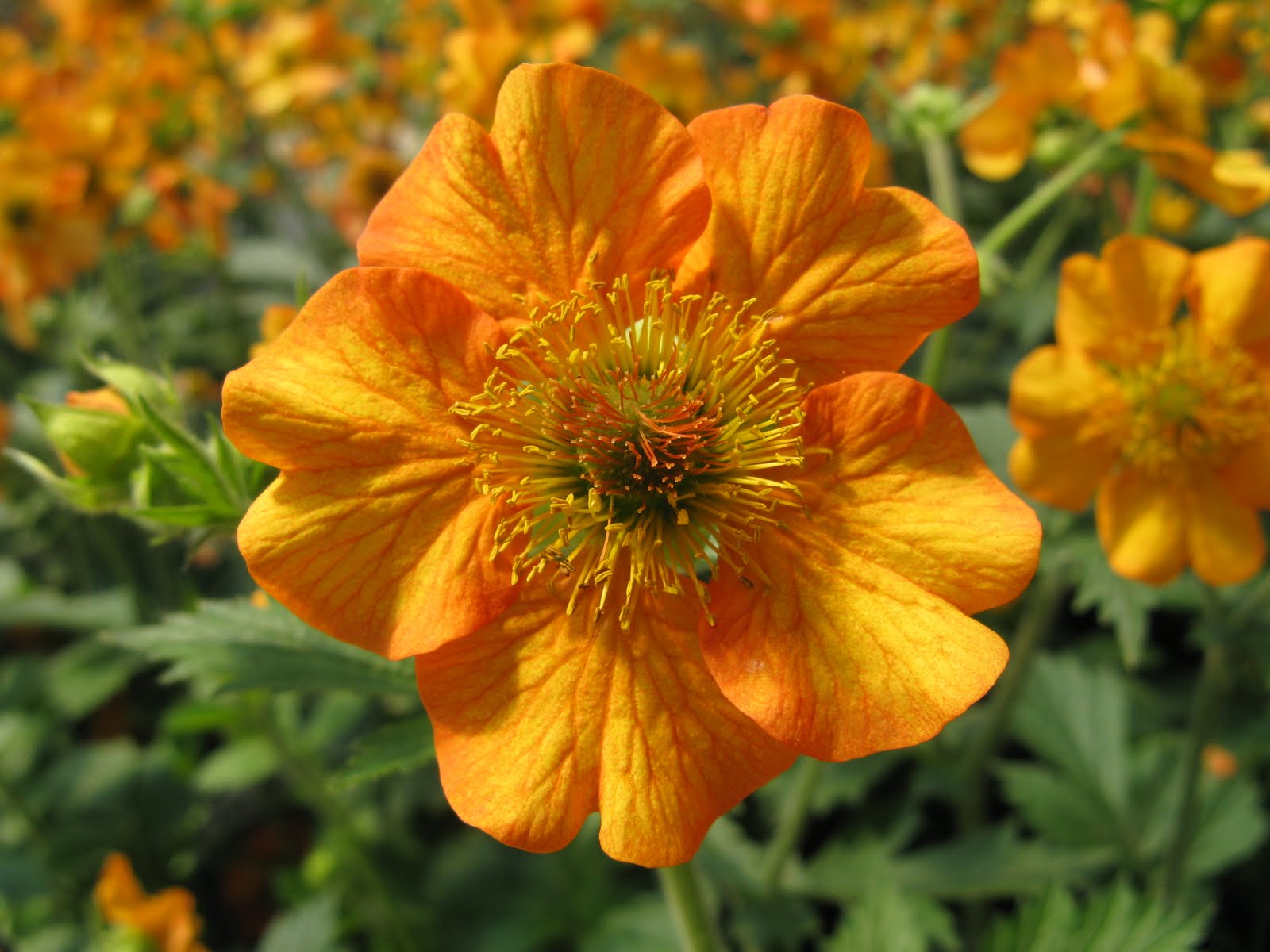 geum totally tangerine