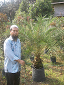 INI BAPAK KURMA