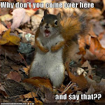 Angry Squirrel