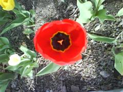 [DSC00019+(WinCE).JPG]