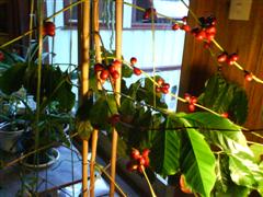 [DSC00235+(WinCE).JPG]