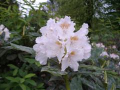 [Rhododendron3.JPG]