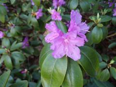 [Rhododendron8.JPG]