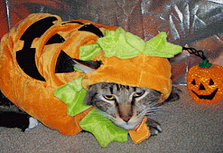 Shit like this is why cats hate us.