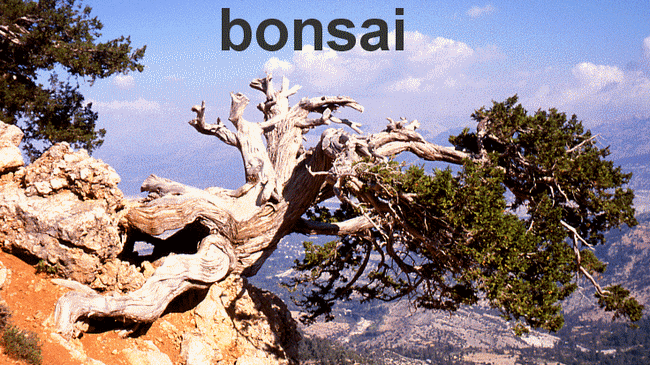 Bonsai