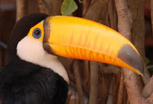 Toco Toucan, Trinidad, Bolivia