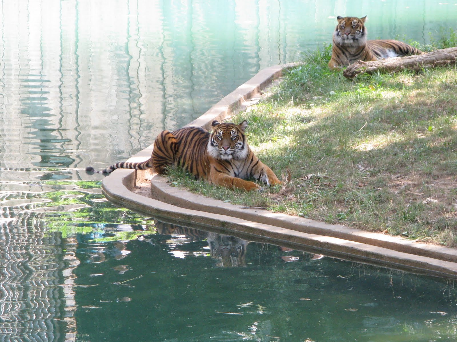 Going Places in Washington DC Smithsonian National Zoological Park