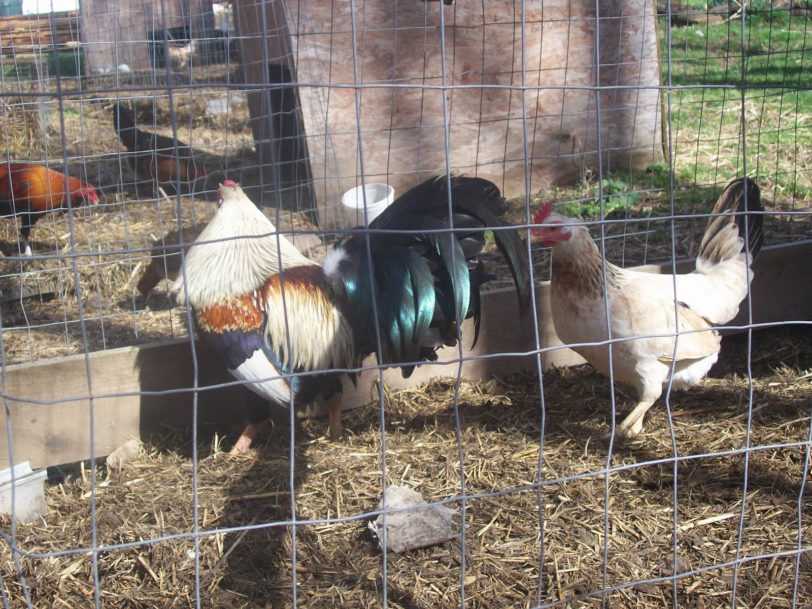 Best Gamefowl Feed freesoftez