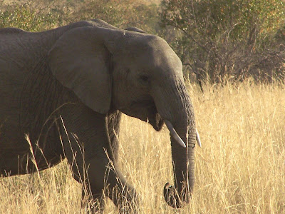 Africa, African elephant, elephant close up, inspiration shot