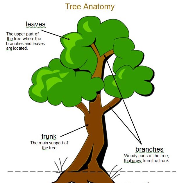 1 - 2 - 3 Learn Curriculum: Tree Anatomy Sheet Added to Fall Fun