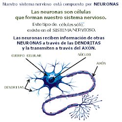 Las neuronas