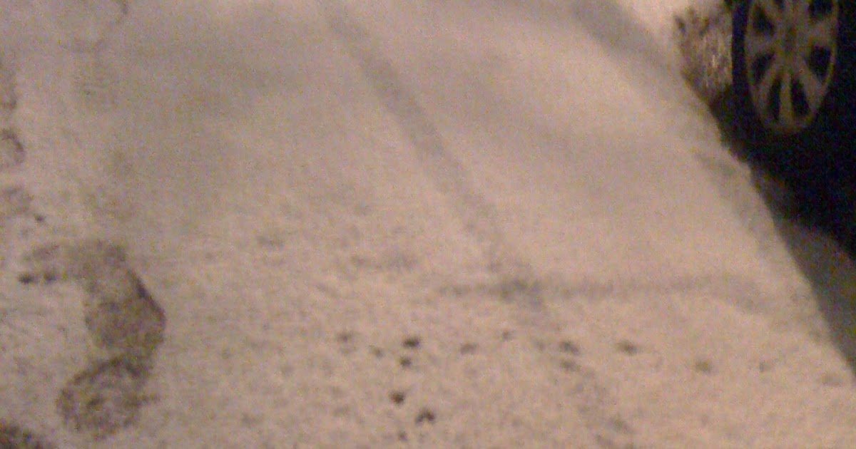 CityKin Rat Tracks in Fresh Snow