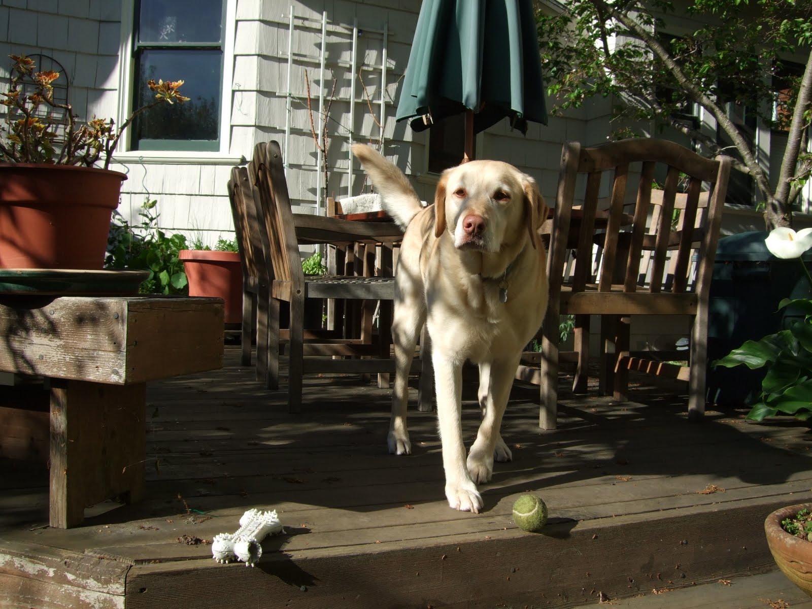 Carl Labove Wikipedia