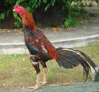 Pitek Jago Cah Jering Pitek Jago Cah Jering