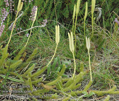 Taksonomi Lumut Okyarni