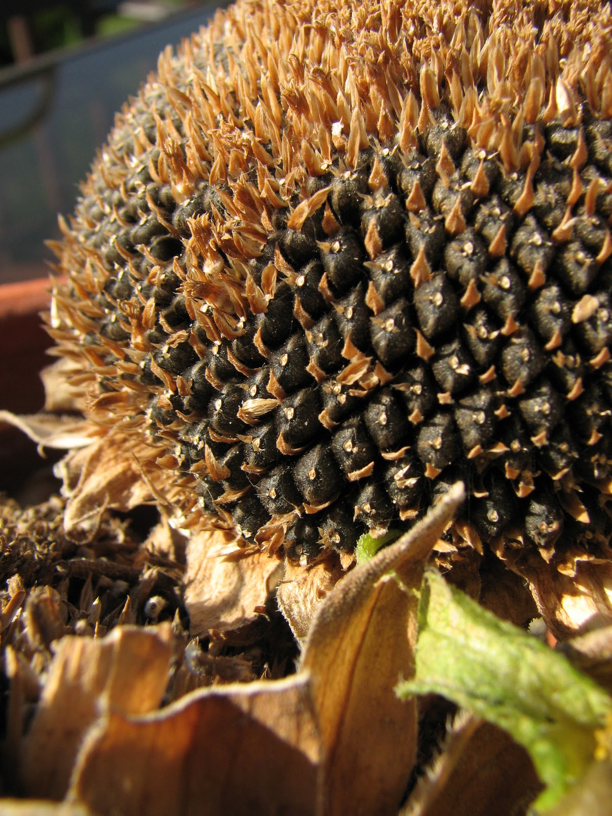 Opened Door Sunflower Seeds For the Birds!