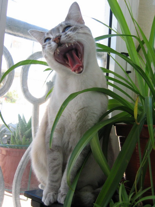 [IMG_2740+fera.JPG]