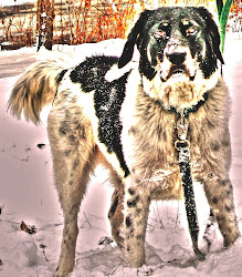 Lilly - Our Dog in HDR