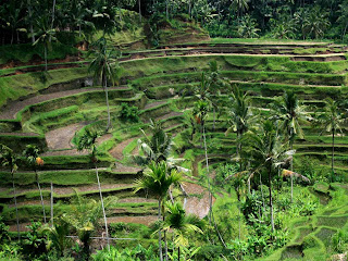 Bali Field Wallpaper 1024 01