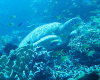 Bunaken Sea Turtle Wallpaper 1280 02