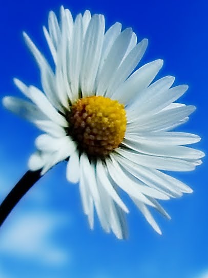 The Will vs. The Feel