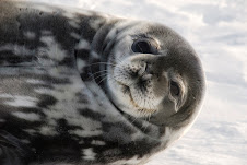 Weddell seal - Phoque de Weddell
