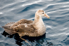 Southern Giant Petrel - Pétrel géant du sud