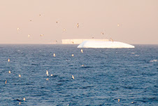 Cape Petrel - Pétrel du Cap