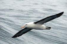 Black Browed Albatross- Albatros à sourcils noirs