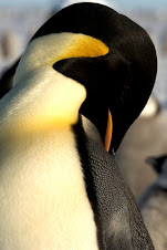 Emperor Penguin - Manchot empereur