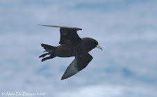 White-chinned Petrel - Puffin à menton blanc