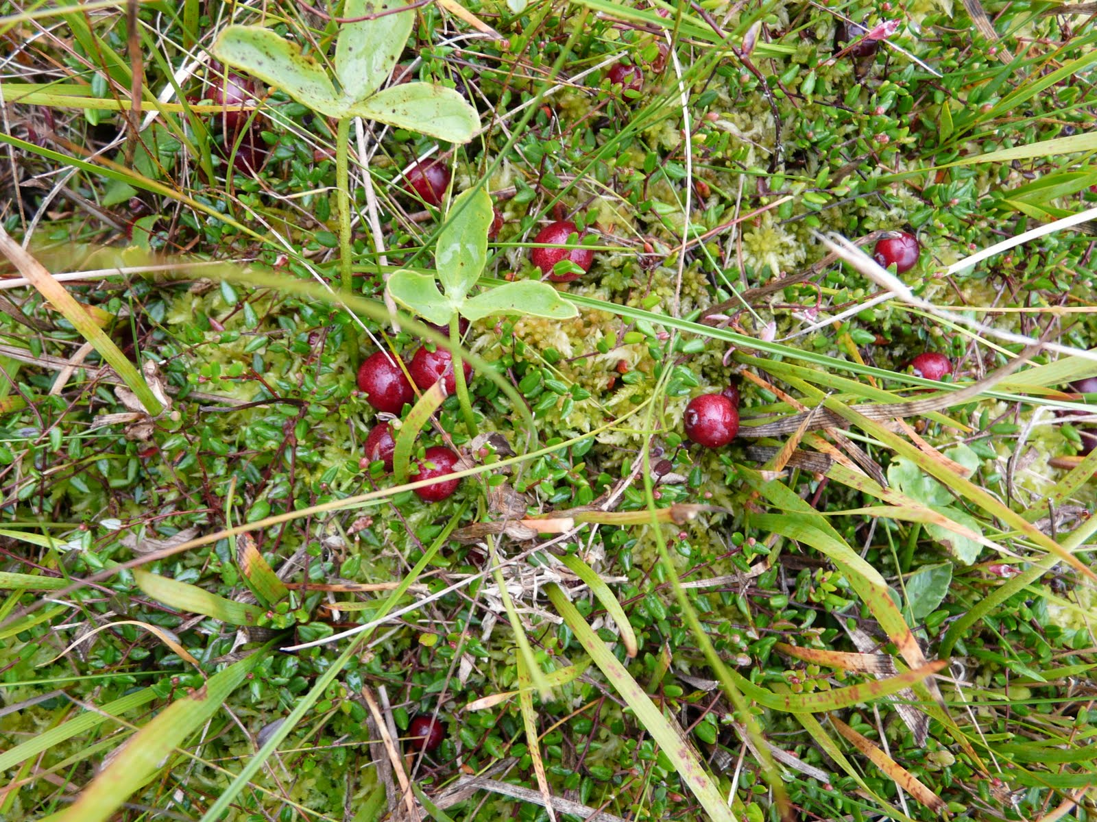 Campbell's Cottage Cranberries come from?