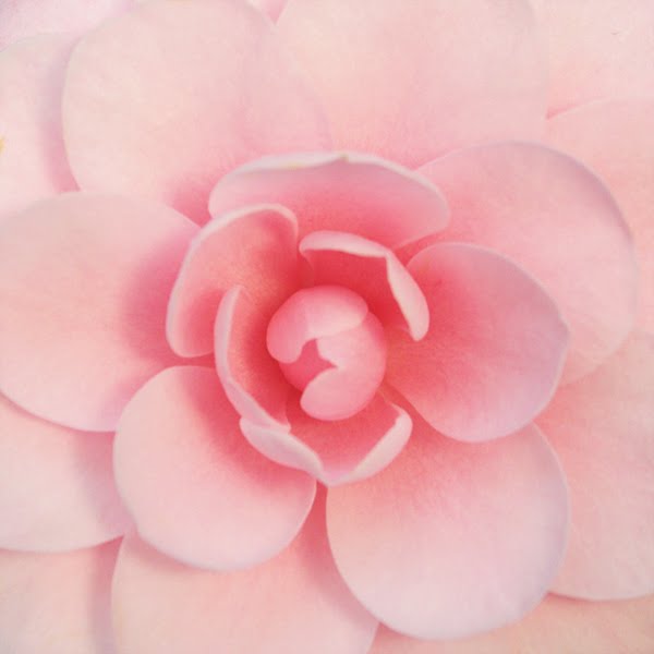 [pink_flower_cropped.jpg]