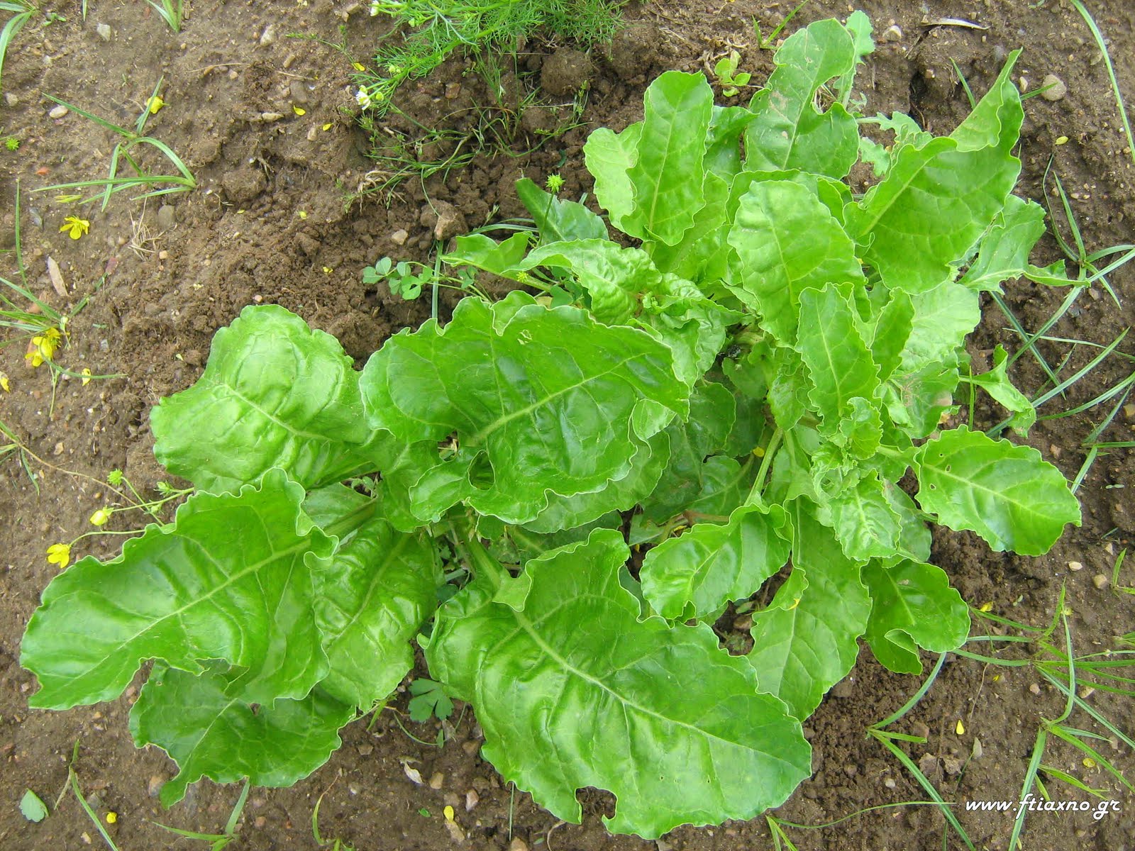 [Beta+vulgaris-Plants.jpg]