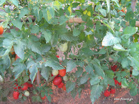 Ντομάτα σπορά φύτεμα καλλιέργεια  Roma+tomatoes-Plant