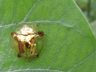 ladybugs hemiptera naming greek gold