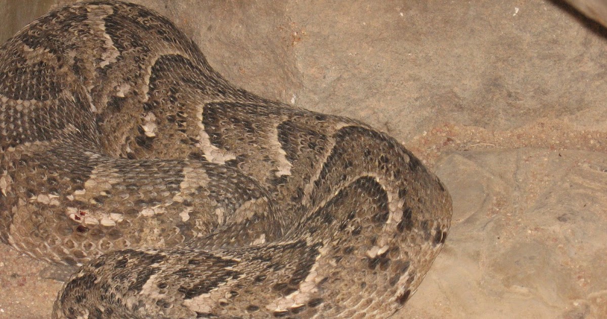 African Wildlife Puff Adder Facts