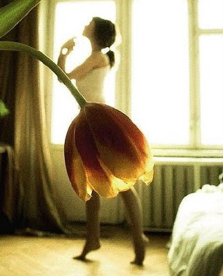 Illusions Flowers