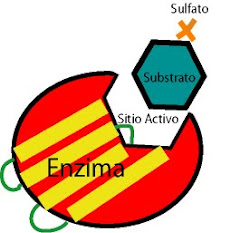 enzima