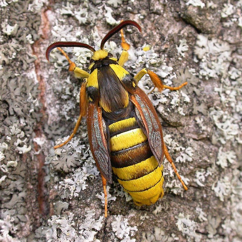 [hornetmoth1_loughborough210609_mps.jpg]