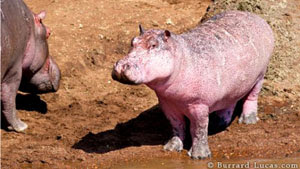 kuda_nil_pink_langka_kenya