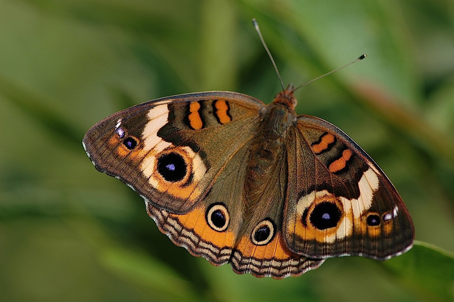 Field Biology in Southeastern Ohio Butterflies