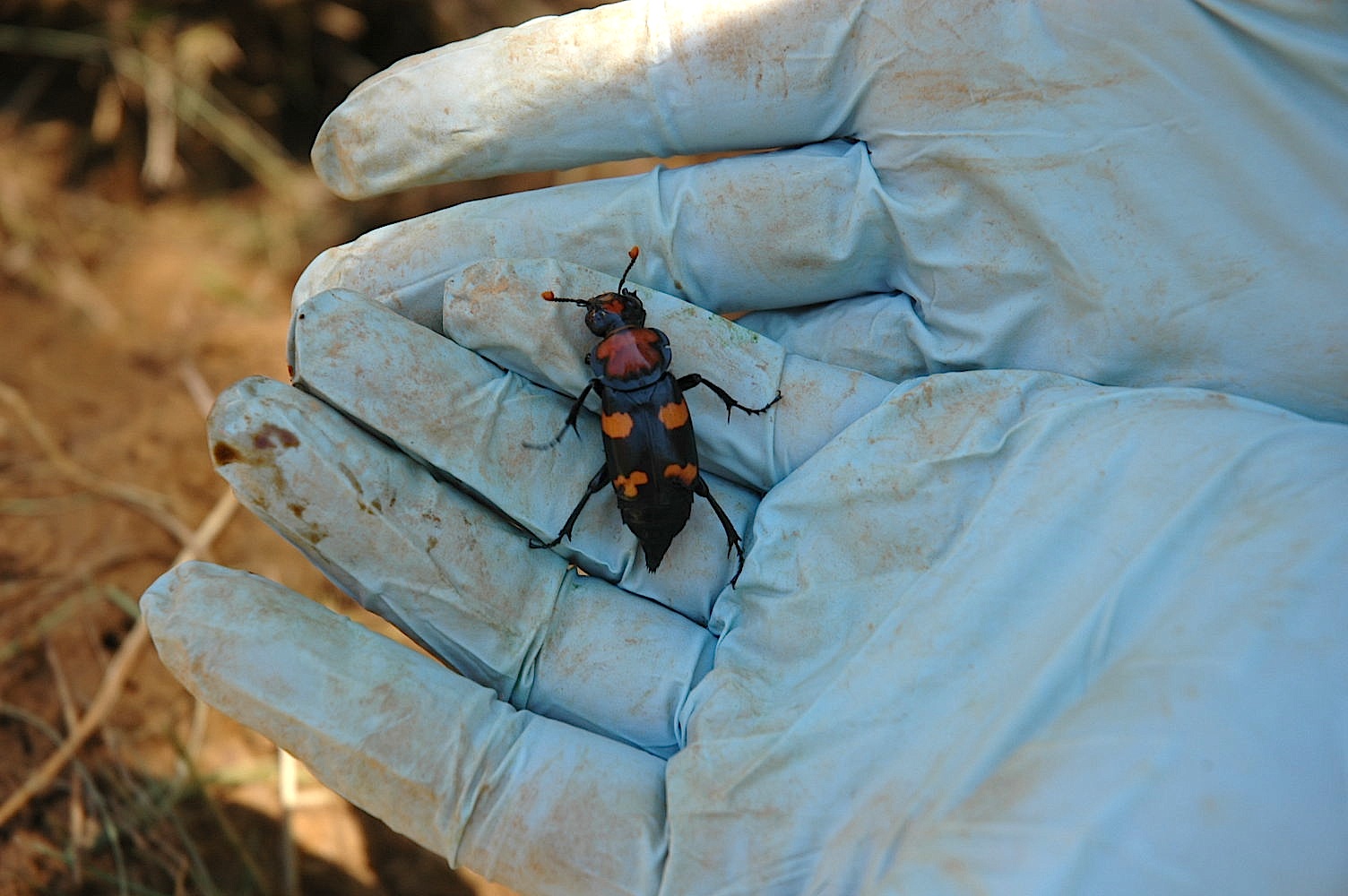 Beetle American Burying