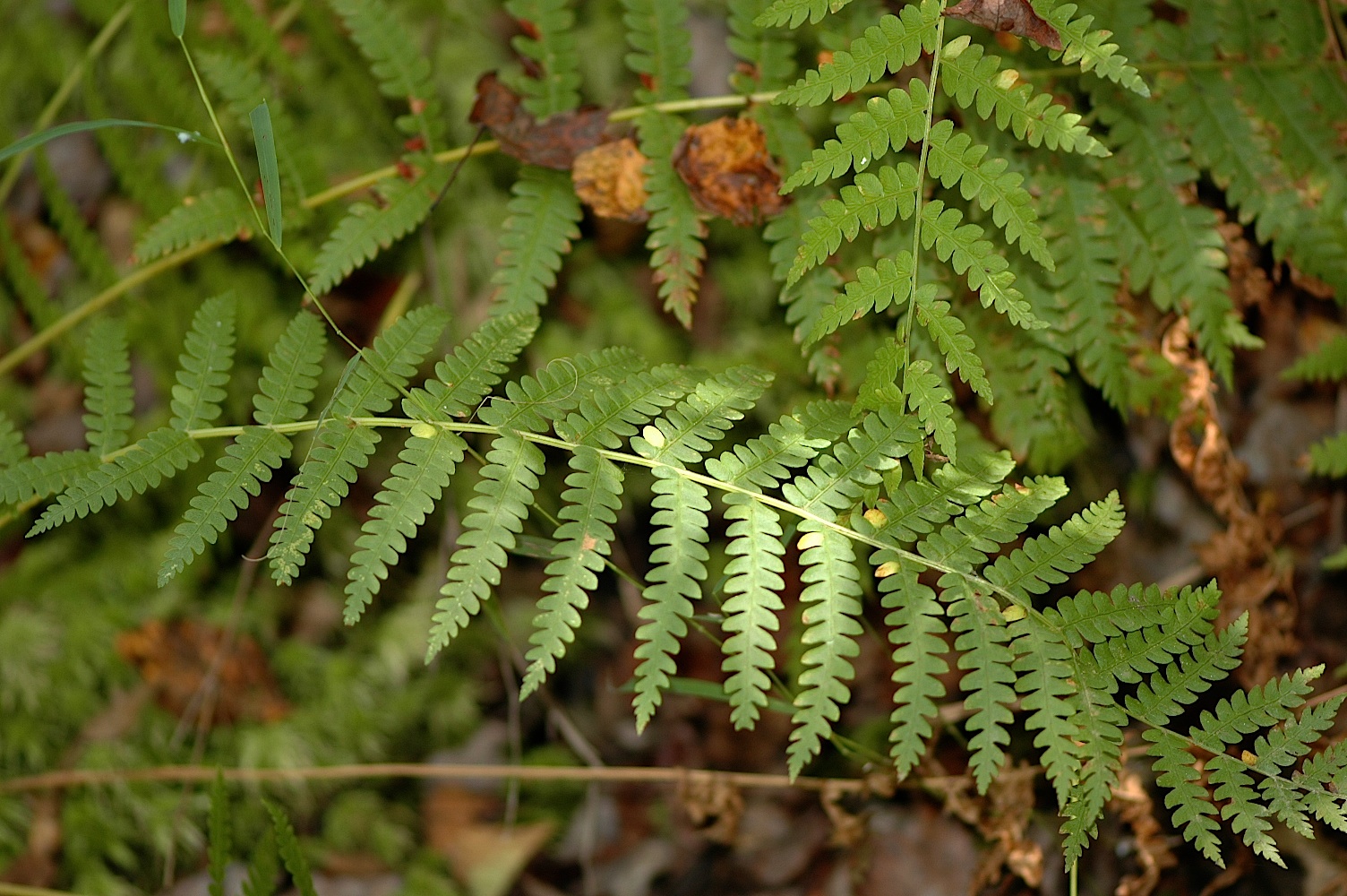 Field Biology in Southeastern Ohio Zaleski Wetlands