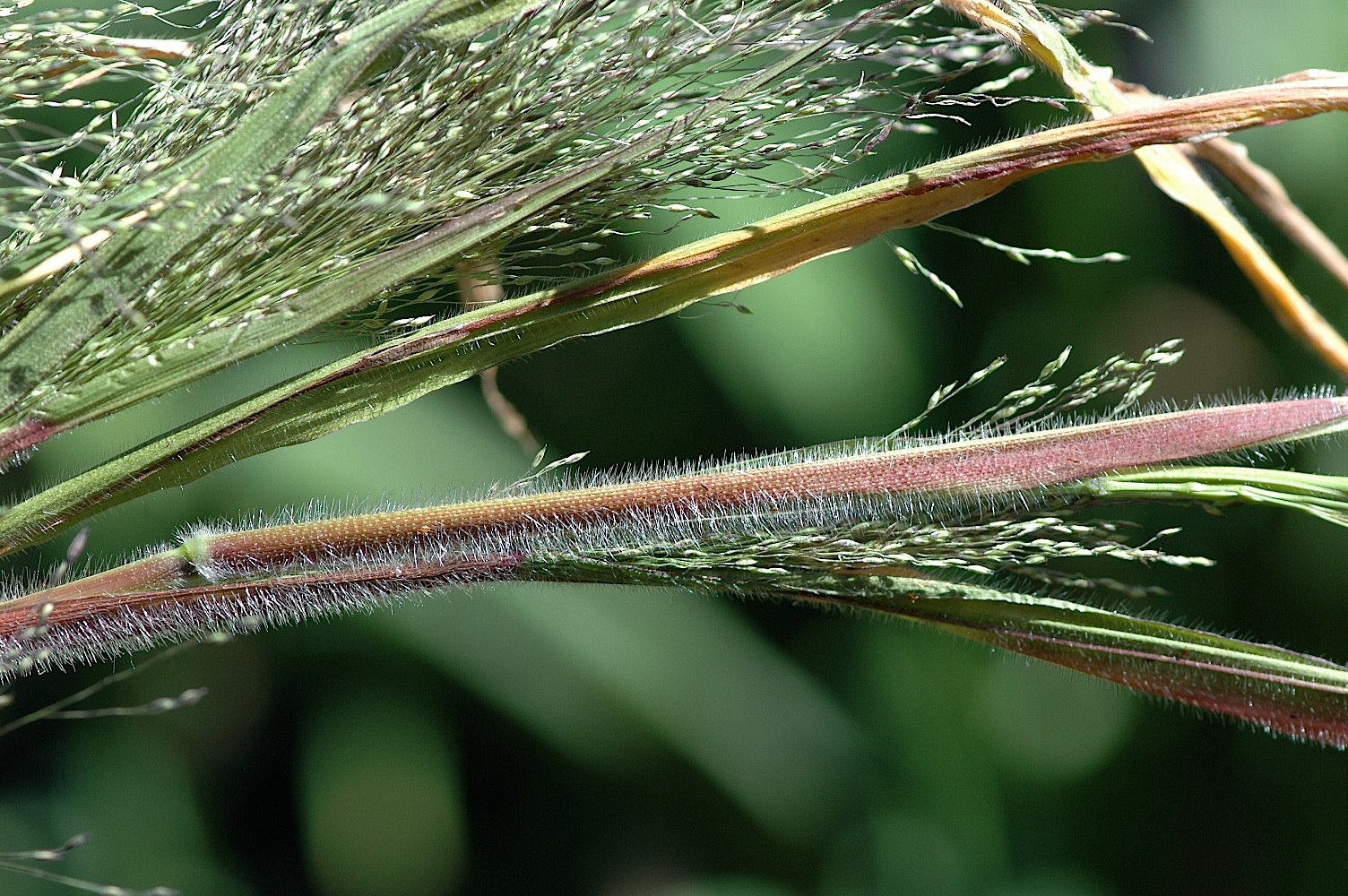 Field Biology in Southeastern Ohio Pass The Grass